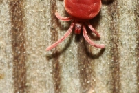 Un acarien (Arachnida - Prostigmata - Trombidiidae)